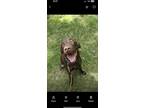 Adopt Moose a Brown/Chocolate Labrador Retriever / Mixed dog in Tilton