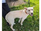 Adopt Sonny a White Retriever (Unknown Type) / Shepherd (Unknown Type) / Mixed