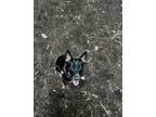 Adopt Alfie a Black - with Tan, Yellow or Fawn Australian Cattle Dog / Terrier