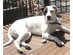 Adopt Dolly a White - with Black Dogo Argentino / Boxer / Mixed dog in cypress