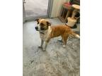 Adopt Elena a White Golden Retriever / Mixed Breed (Medium) / Mixed (short coat)