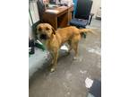 Adopt Gilbert a Brindle Golden Retriever / Mixed Breed (Medium) / Mixed (short