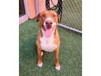 Adopt Troy a Brindle Labrador Retriever / Mixed Breed (Medium) / Mixed (short