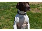 Adopt Wingnut a White Mixed Breed (Small) / Mixed Breed (Medium) / Mixed (short