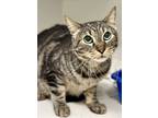 Adopt Arizona a Brown Tabby Domestic Mediumhair / Mixed Breed (Medium) / Mixed
