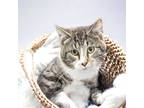 Adopt Zander a Brown Tabby Domestic Shorthair / Mixed Breed (Medium) / Mixed