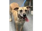 Adopt Alia (HW+) a Brown/Chocolate Mixed Breed (Small) / Mixed Breed (Medium) /