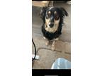 Adopt Saber a Tricolor (Tan/Brown & Black & White) Golden Retriever / Australian