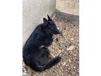 Adopt Kojo (cujo) a Black - with Tan, Yellow or Fawn German Shepherd Dog / Mixed
