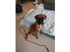 Adopt Ruby a Tan/Yellow/Fawn - with Black Boxer / Mixed dog in Fort Wayne