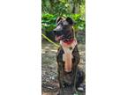 Adopt Poppy Pup a Dutch Shepherd / Plott Hound / Mixed dog in Barrington