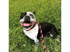 Adopt Tru a Gray/Silver/Salt & Pepper - with White Staffordshire Bull Terrier /