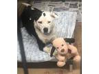 Adopt Donut a Australian Shepherd / Mixed dog in Rutherfordton, NC (39727767)
