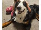 Adopt Duke a Black - with Brown, Red, Golden, Orange or Chestnut Bernese