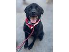 Adopt Fringe a Labrador Retriever / Border Collie / Mixed dog in San Diego