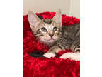 Adopt Rattan a Gray or Blue Manx / Mixed Breed (Medium) / Mixed (short coat) cat
