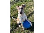 Adopt Peaches a Red/Golden/Orange/Chestnut - with White Australian Cattle Dog /