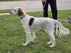 Adopt Forrest a White - with Red, Golden, Orange or Chestnut English Setter /