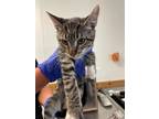 Adopt 24-527C a Brown Tabby Domestic Shorthair / Mixed Breed (Medium) / Mixed
