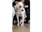 Adopt Papaya a White Border Collie / Mixed Breed (Medium) / Mixed (short coat)