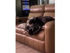 Adopt Gumbo a Black - with White American Staffordshire Terrier / Mixed dog in