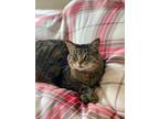 Adopt Sydney a Brown Tabby Domestic Shorthair (short coat) cat in Covington