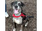 Adopt Slate a Black - with Gray or Silver Catahoula Leopard Dog / Labrador