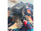 Adopt Tigger a Gray, Blue or Silver Tabby Tabby / Mixed (medium coat) cat in