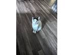 Adopt Salem a Black & White or Tuxedo Domestic Mediumhair / Mixed (medium coat)
