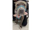 Adopt Zeke a Brown/Chocolate Pit Bull Terrier / Mixed dog in Barre