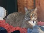 Adopt Morpheus a Orange or Red Tabby / Mixed (short coat) cat in Springfield