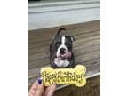 Adopt Ralphie a Brown/Chocolate - with White American Pit Bull Terrier / Mixed