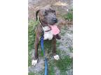 Adopt Aiden a Brindle - with White Whippet / Dachshund / Mixed dog in Lakeland