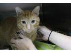 Adopt Herman a Orange or Red Domestic Shorthair / Mixed Breed (Medium) / Mixed