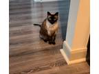 Adopt Tiny Cat a Brown or Chocolate (Mostly) Siamese / Mixed (medium coat) cat