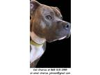 Adopt Tater a Brindle - with White Pit Bull Terrier / Mixed dog in Oak Ridge