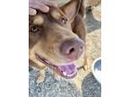 Adopt Chip a Brindle Alaskan Klee Kai / German Shepherd Dog / Mixed (short coat)