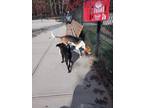 Adopt Jonesey a Black - with Tan, Yellow or Fawn Beagle / Pointer / Mixed dog in