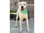 Adopt Chance a American Pit Bull Terrier / Mixed dog in Gautier, MS (41047881)