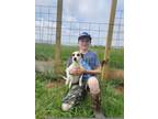 Adopt Anne a White - with Tan, Yellow or Fawn Jack Russell Terrier / Mixed dog