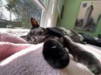 Adopt Pico a All Black American Shorthair / Mixed (short coat) cat in