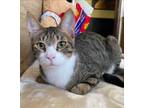 Adopt Humphrey (& Indiana) bonded a Brown Tabby Oriental / Mixed (short coat)