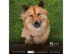 Adopt Windy a Red/Golden/Orange/Chestnut - with Black Chow Chow / Akita / Mixed