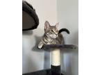 Adopt Luna a Gray, Blue or Silver Tabby American Shorthair / Mixed (short coat)