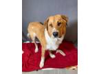Adopt Kentucky a Chinook / Mixed dog in LAFAYETTE, LA (41366492)