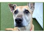 Adopt Kimmy a Tan/Yellow/Fawn Belgian Malinois / Shepherd (Unknown Type) / Mixed
