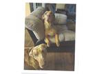 Adopt Zena & Duke a Tricolor (Tan/Brown & Black & White) Catahoula Leopard Dog /