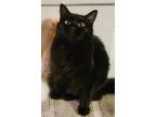 Adopt Alora a Domestic Longhair / Mixed (long coat) cat in Decatur