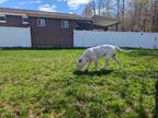 Adopt Denali a White Mixed Breed (Small) / Mixed Breed (Medium) / Mixed (short