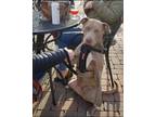 Adopt Hank a Gray/Blue/Silver/Salt & Pepper Weimaraner / American Pit Bull